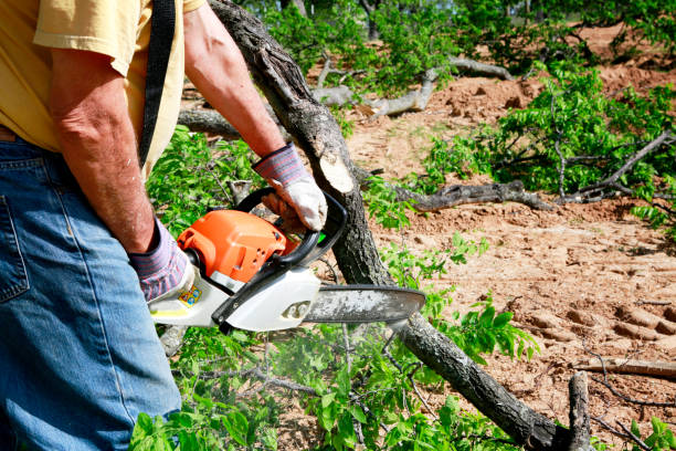 Best Commercial Tree Services  in Duryea, PA